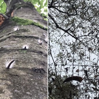 آفات جنگل و مرتع